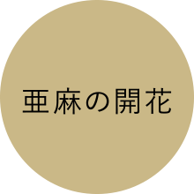 亜麻の開花